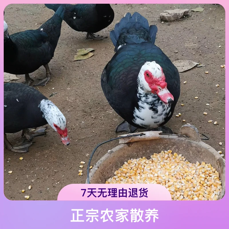 【现杀】土鸭老鸭农家散养红脸母番鸭西洋鸭净重四斤多姜母酱香煲汤