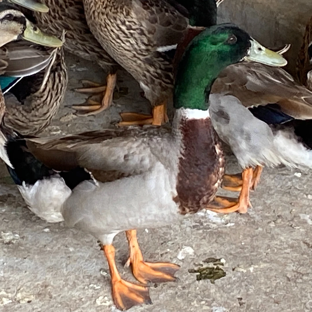 [现杀】老鸭正宗农家五谷杂粮小种青头鸭飞天鸭净重两斤煲汤炖汤