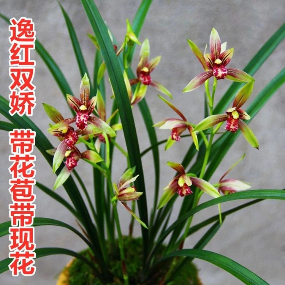 建兰带花苞小国魂逸红双娇四季开花浓香绿植盆栽矮种红花兰花好养