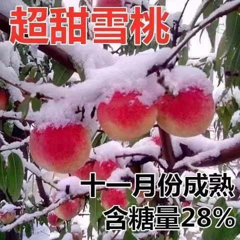 晚熟冬桃雪桃嫁接桃树苗冬雪桃树苗特大冬桃耐寒盆栽地栽当年结果