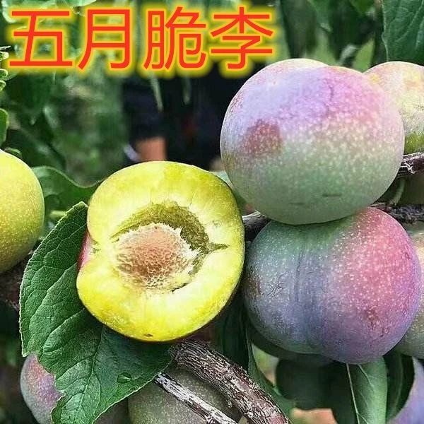 五月脆李子树苗早熟一点红李四川眉山嫁接脱骨脆李子树苗当年结