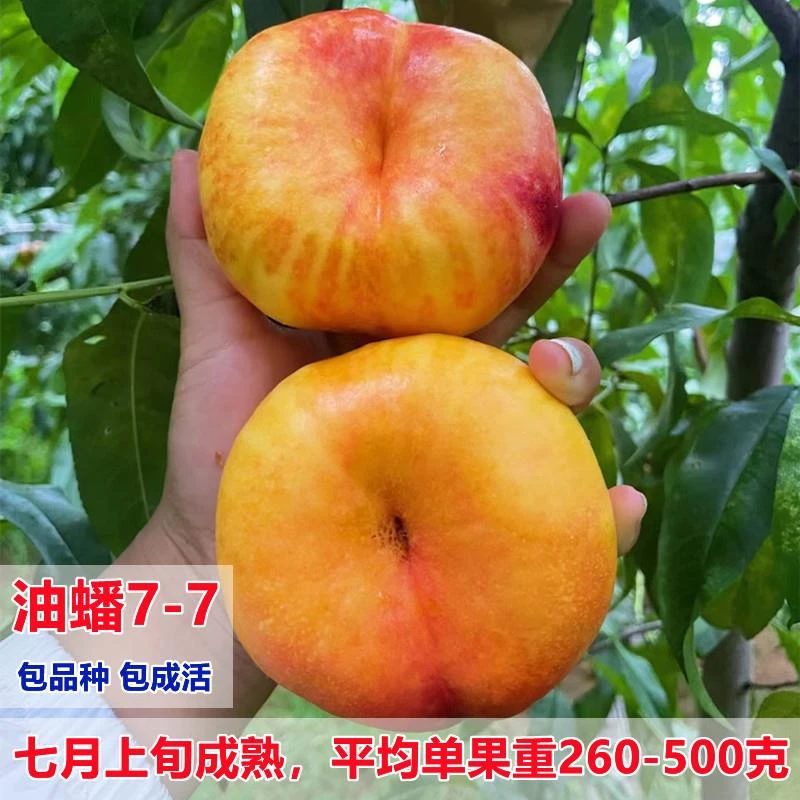 新品种蟠桃树苗7-7中油蟠9号黄金嫁接油蟠南方北方种植果树苗地栽