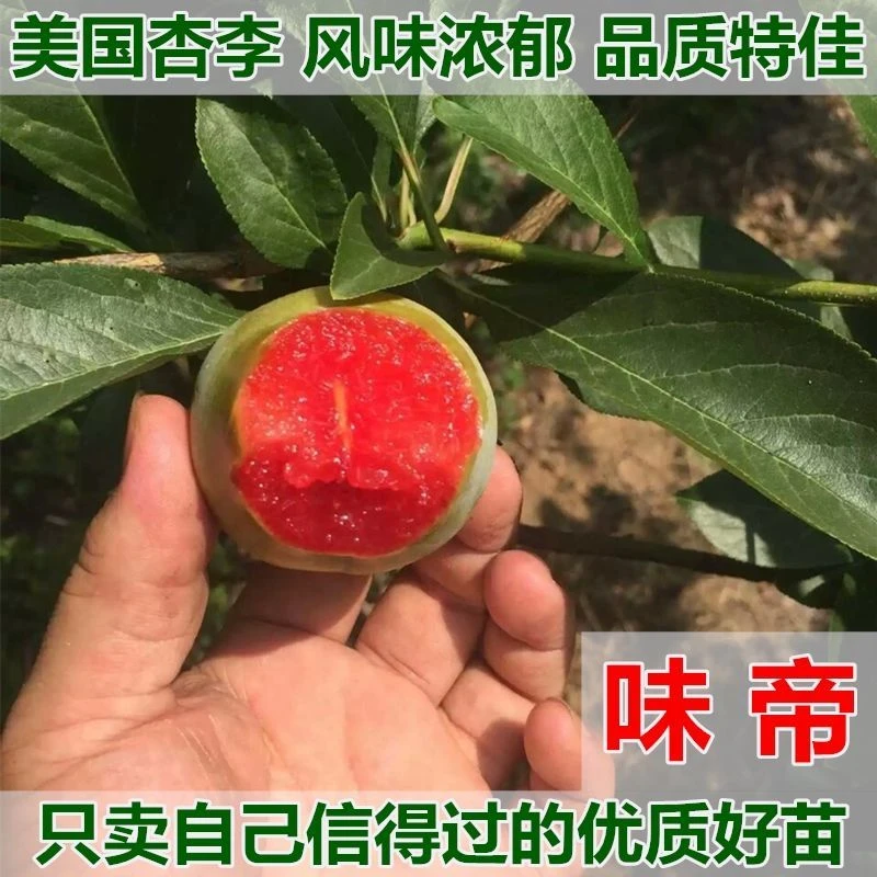美国杏李味帝李子树苗嫁接苗特大早熟李子苗青李红肉盆栽当年结果