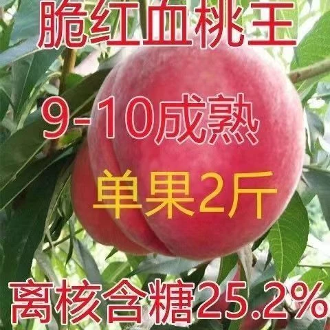 红血桃王桃树水果苗新品种脆红血桃树苗 特大南北方种植离核浓甜
