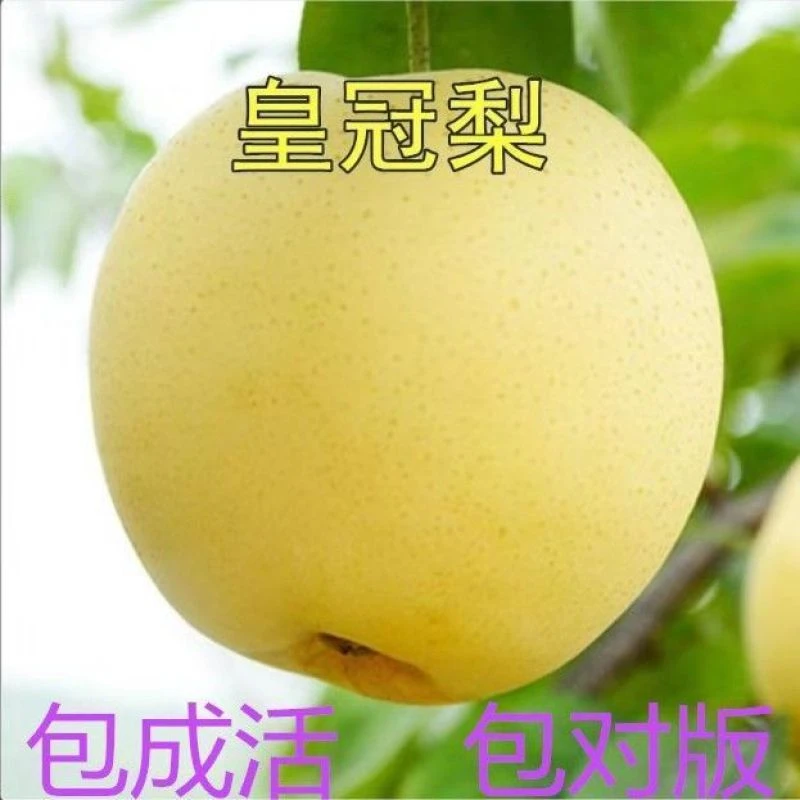薄皮皇冠梨树苗香梨水晶雪梨嫁接梨树苗酥脆梨果树苗南方北方种植