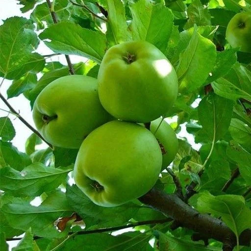 老品种印度青苹果树苗 青苹果苗当年结果南北种植嫁接包成活包结