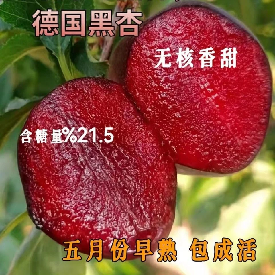 嫁接新品黑杏苗特大杏树树苗南方北方种植盆栽地【新疆西藏专链】