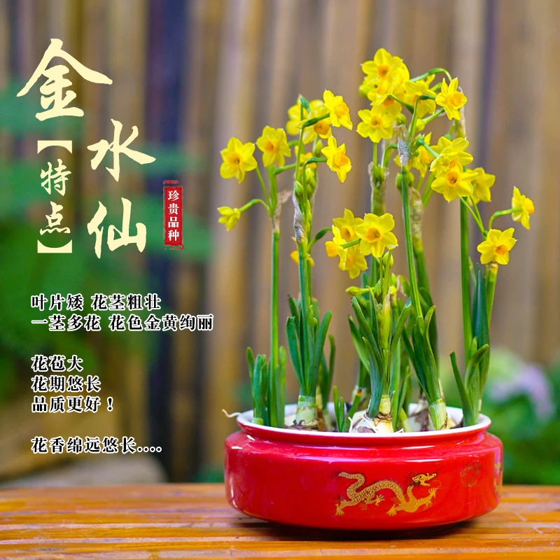 水仙花种球室内好养水培水养漳州水仙盆栽四季开花花卉黄金水仙