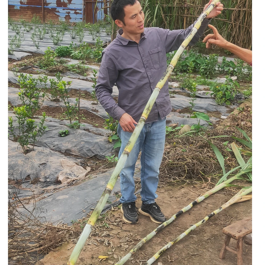 四川犍为本地甘蔗/小时候的味道3斤/5斤/9斤包邮