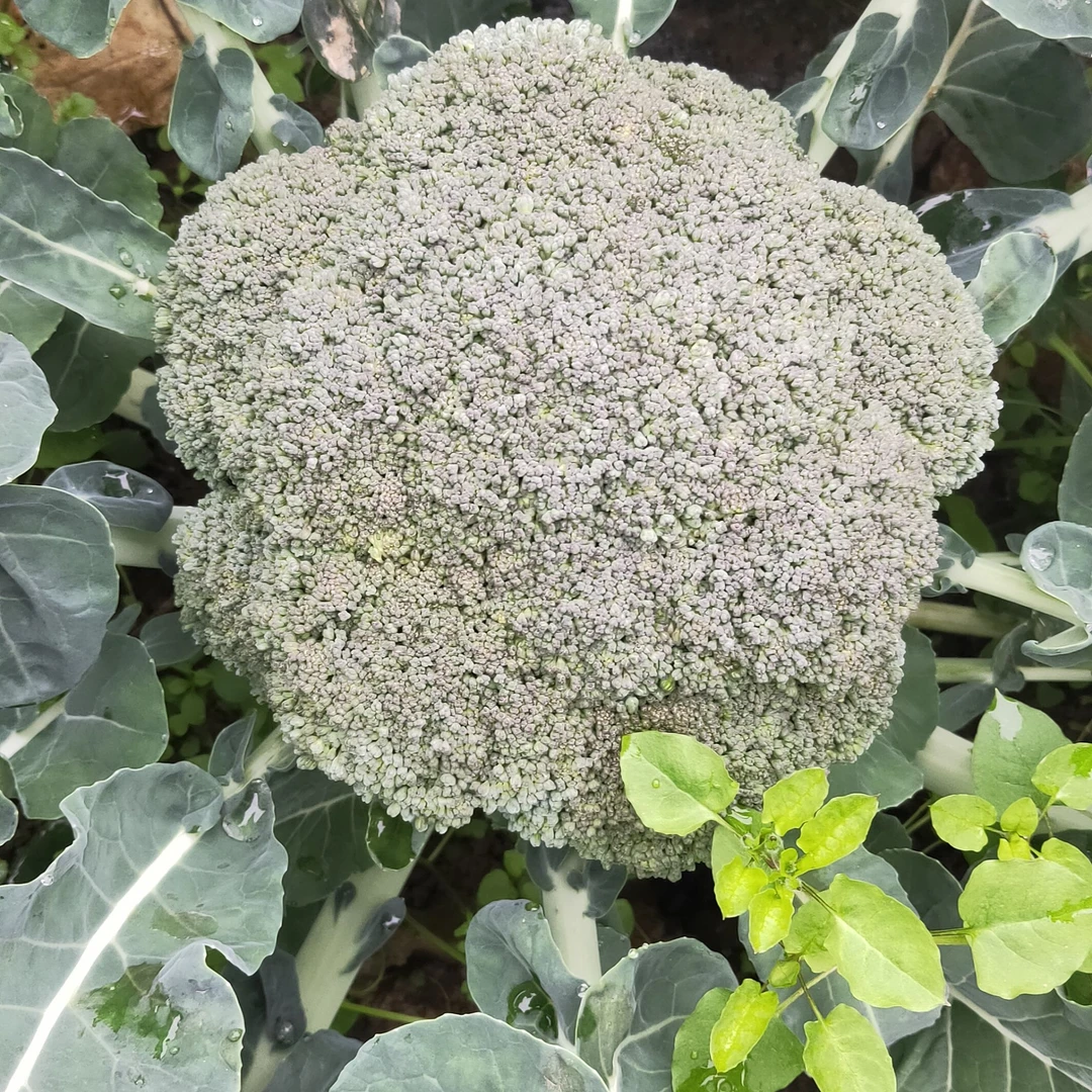 ->西兰花<农户自家种植新鲜花菜/1斤/3斤包邮