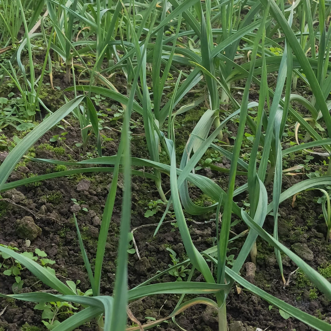 ->蒜苗<-农户自家种植蒜苗1斤/2斤包邮