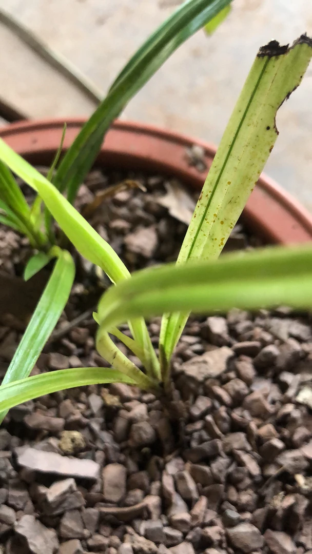 盆景斑艺 一物拍一物