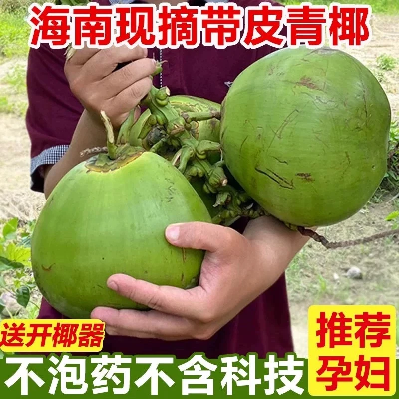 5个正宗海南椰青批发特产新鲜时令应季水果产地直发直播
