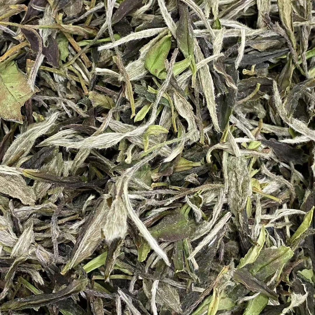 <荒山韵＞福鼎磻溪高山2024荒野牡丹50年老树