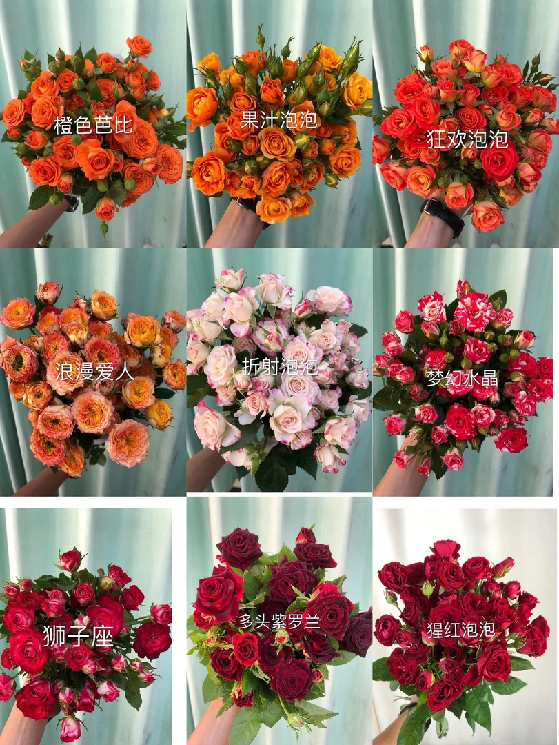 多头玫瑰10枝任意色 鲜花 云南基地直发 花店批花新鲜