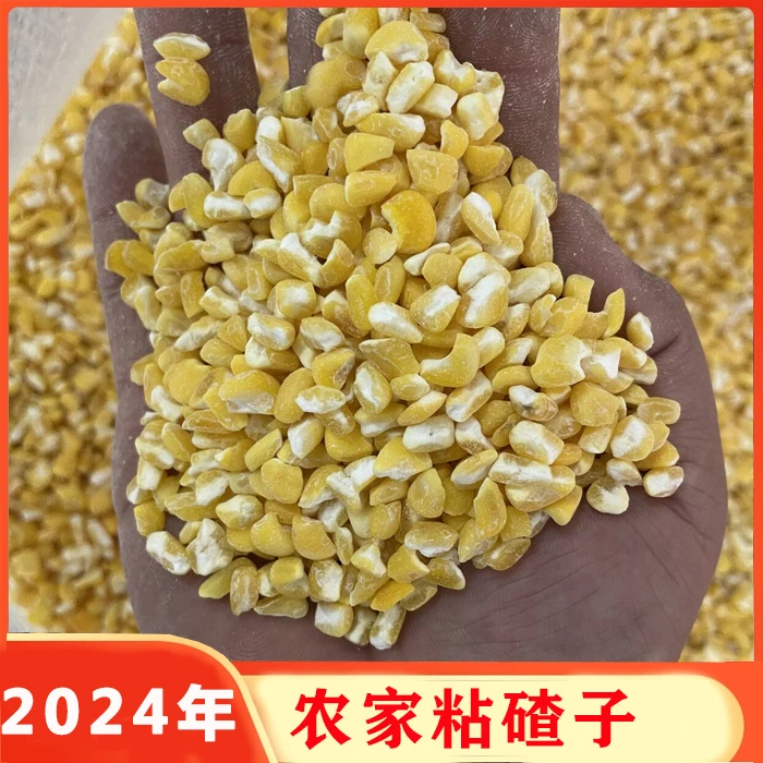 东北农家粘玉米碴子 2斤/5斤 包邮