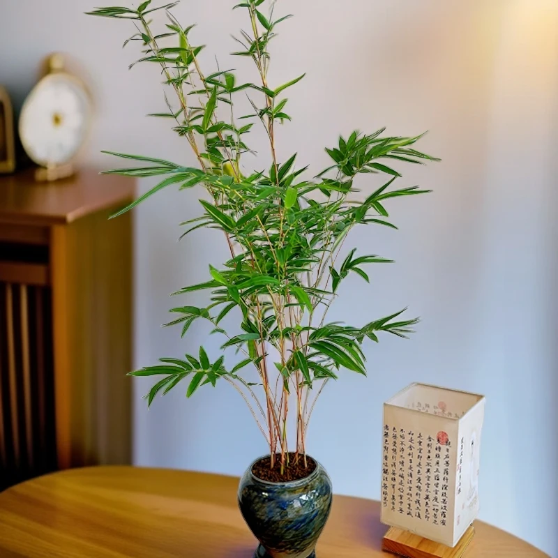 七彩红观音竹红运竹室内盆栽观叶绿植禅意清新自然