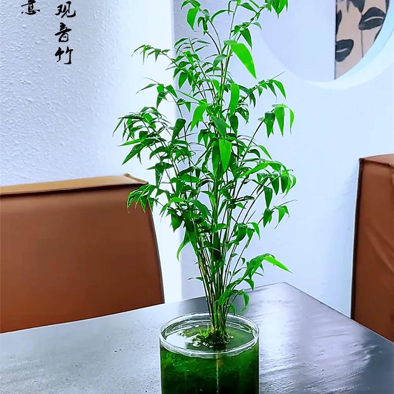 翡翠观音竹子紫寒竹禅意百日盆栽庭院盆景盆栽