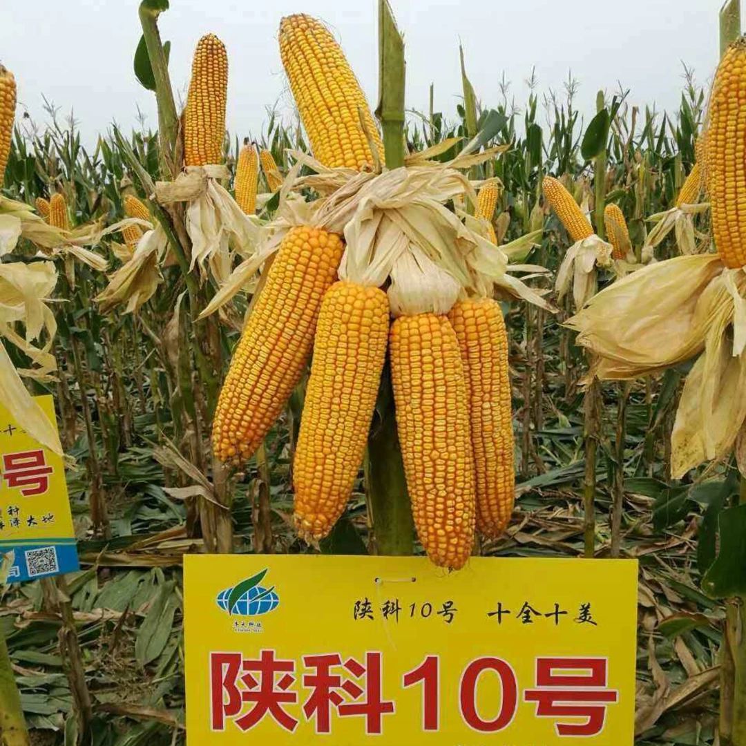 玉米种子高产双棒王矮杆大棒抗病虫抗倒紫杆包谷种子种植种业播种