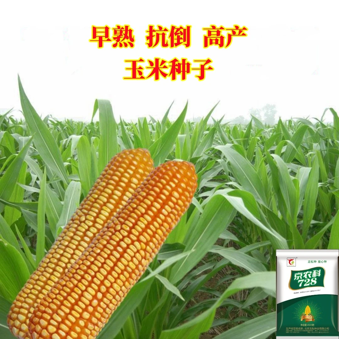早熟耐密抗锈病京农科728高产玉米种子红轴抗倒伏南方北方苞谷种