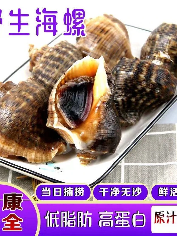 天津渤海小个牙签海螺30-40只之间每斤海鲜海螺