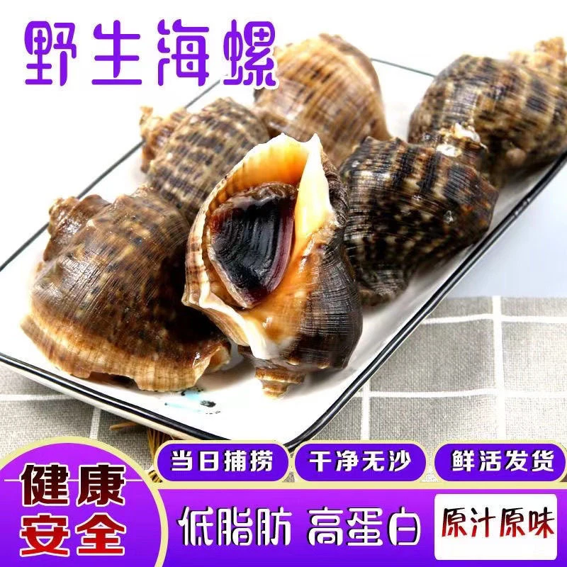 渤海本地鲜活大海螺满黄满肉每斤6只左右轻微泥