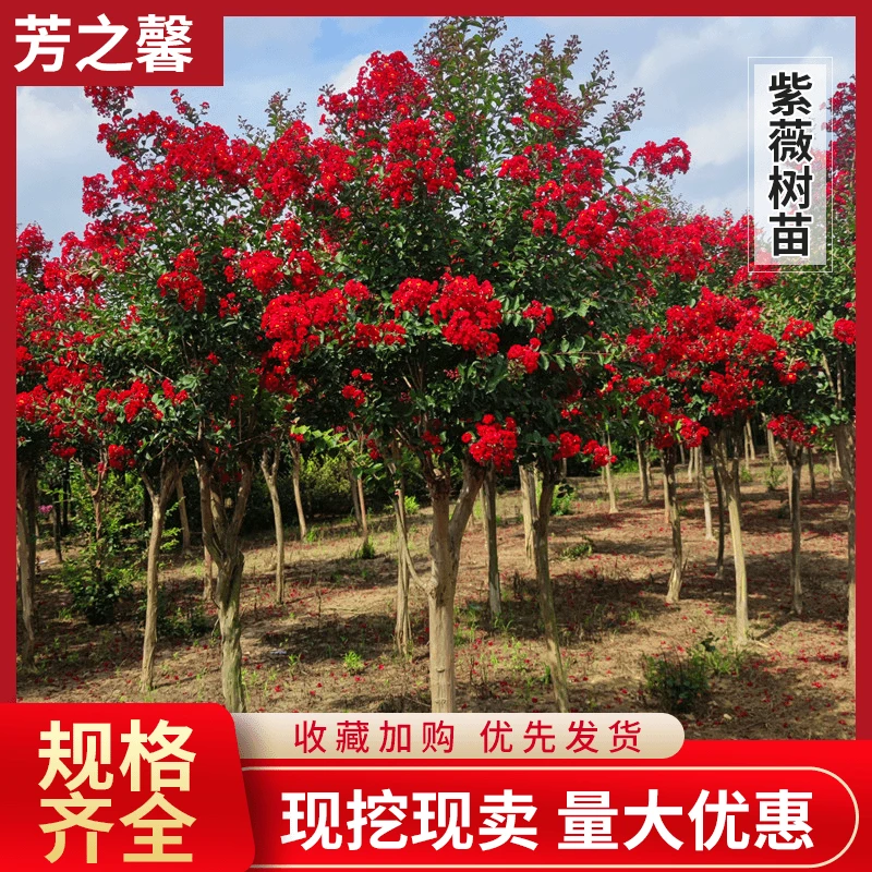 红火箭紫薇 天鹅绒紫薇 精品紫薇 庭院紫薇 独杆树形四季生长种植