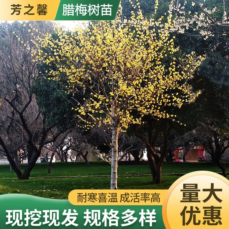 腊梅树苗 棒棒糖树形 浓香型腊梅 庭院植物 盆栽地栽 冬季开花