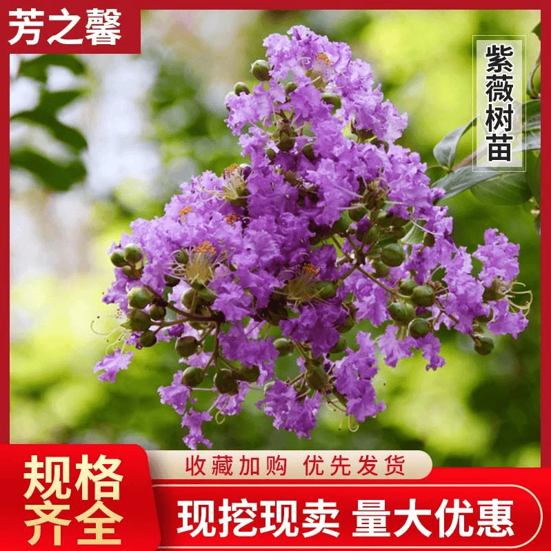 紫薇 紫薇花苗 紫薇树苗 百日红紫薇庭院植物美观耐旱四季