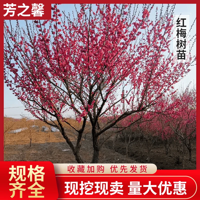 红梅 绿梅树苗 白梅树苗庭院盆景花卉红梅地栽苗梅花树苗耐寒绿化