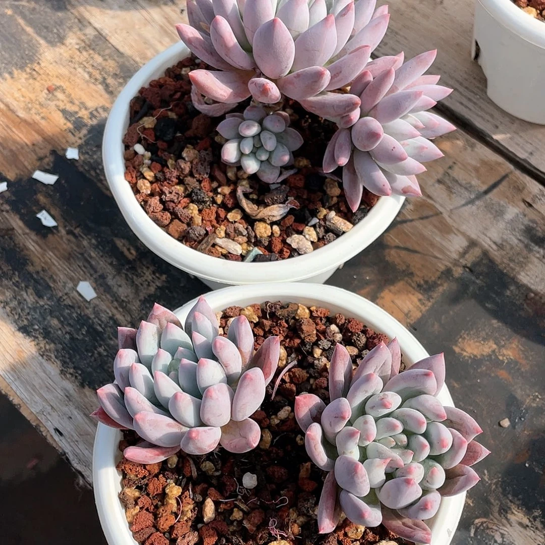 @****春多肉植物一物一拍