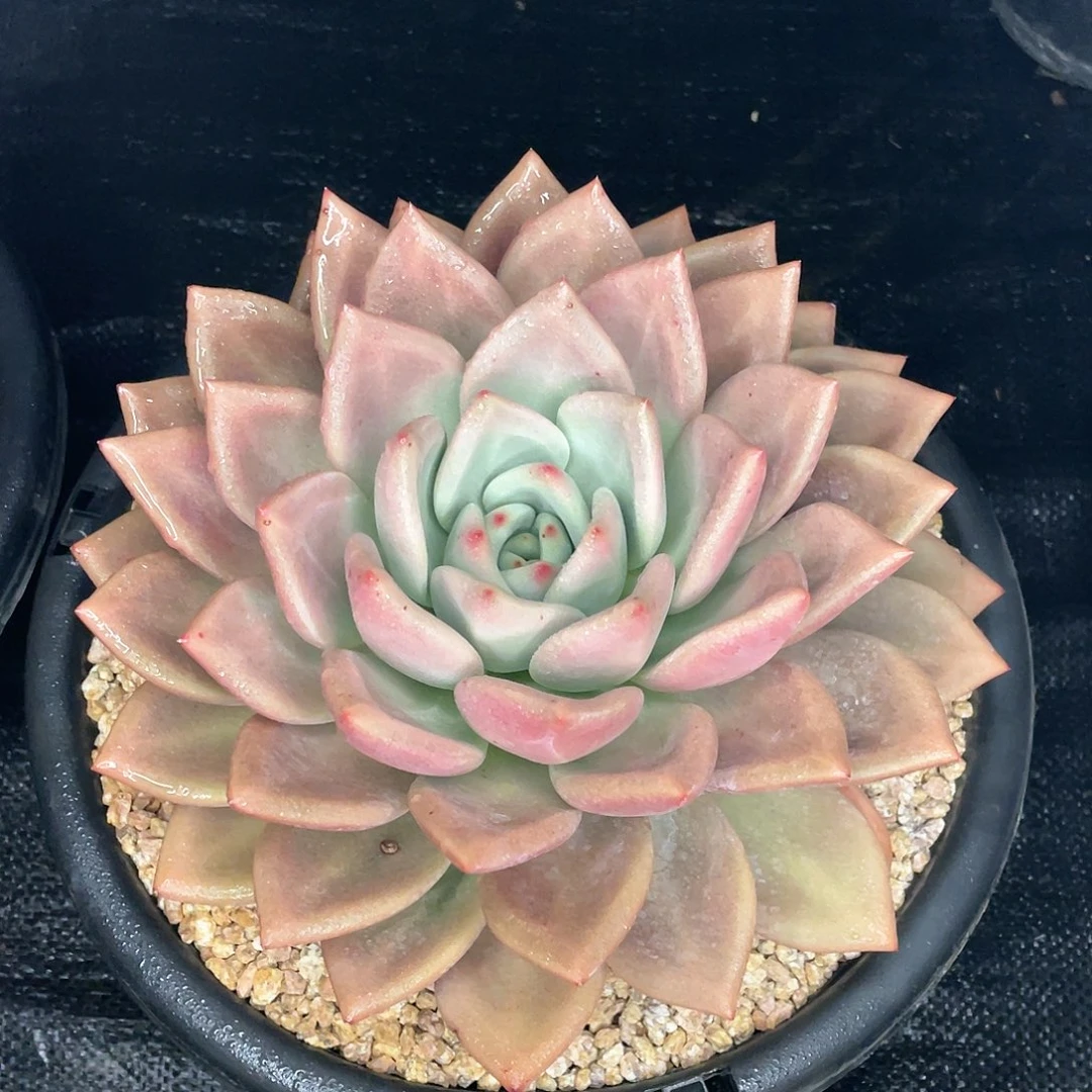 张*多肉植物一物一拍