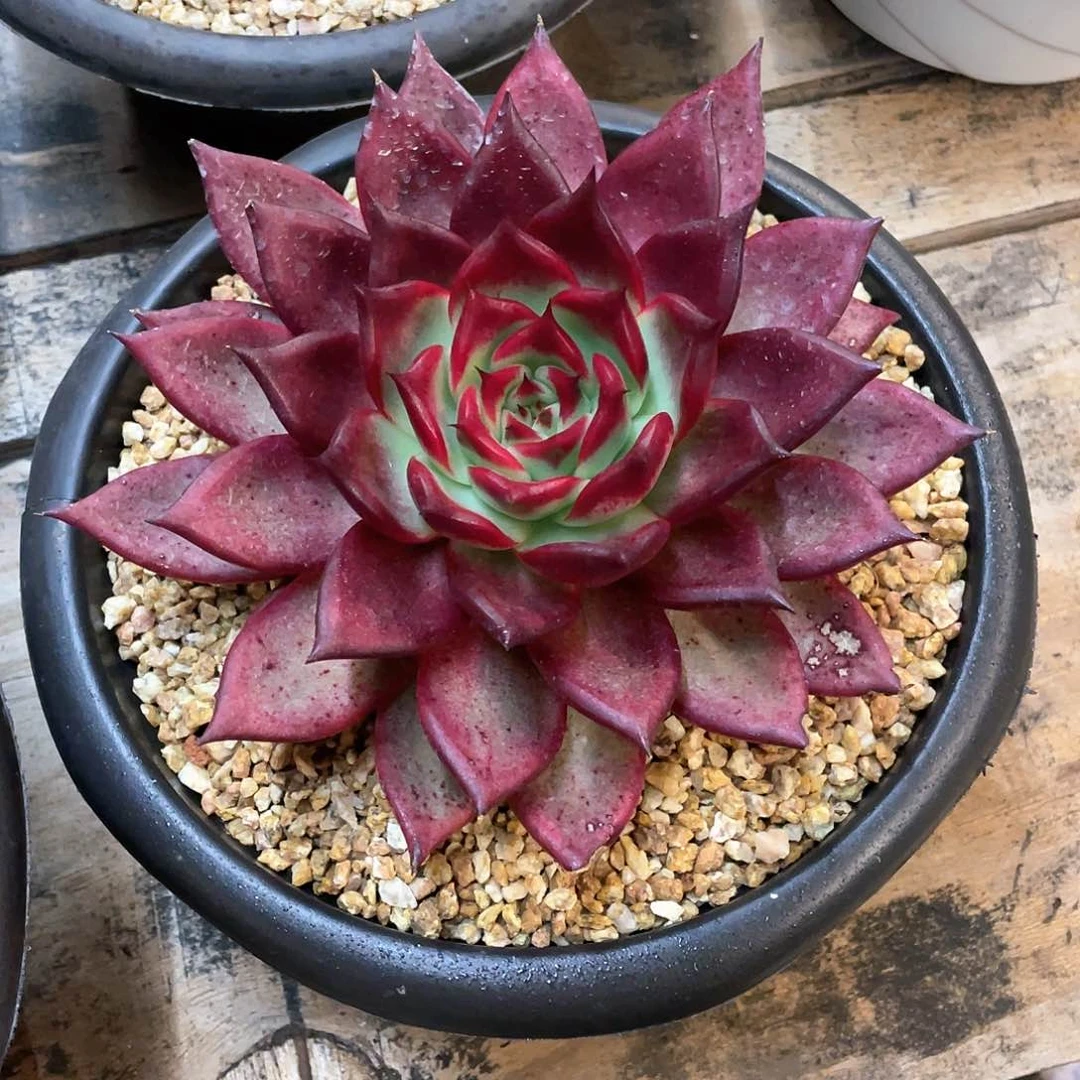 木***?多肉植物一物一拍