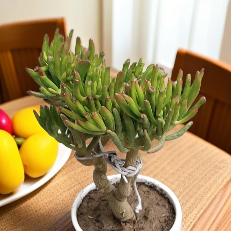 老桩吸财树  好种好养