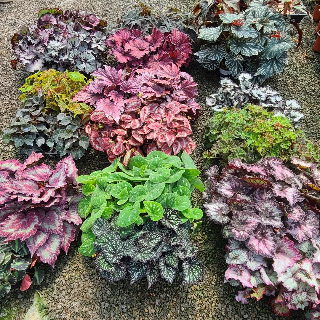 【一物一拍】秋海棠竹节海棠彩叶芋热植盆栽花卉绿植