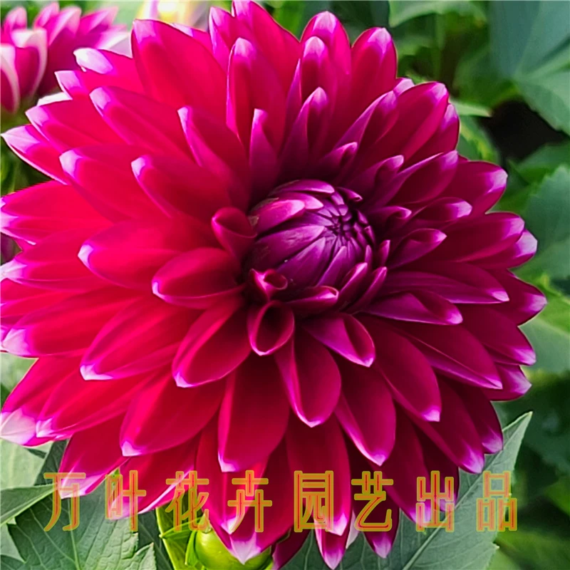 爱丁堡小丽花盆栽花卉苗阳台庭院走廊美观净化空气深紫色冬季修剪