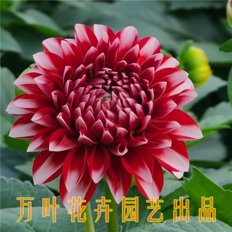 草莓圣代小丽花盆栽花卉红色苗阳台庭院走廊美观净化空气叶子夏季