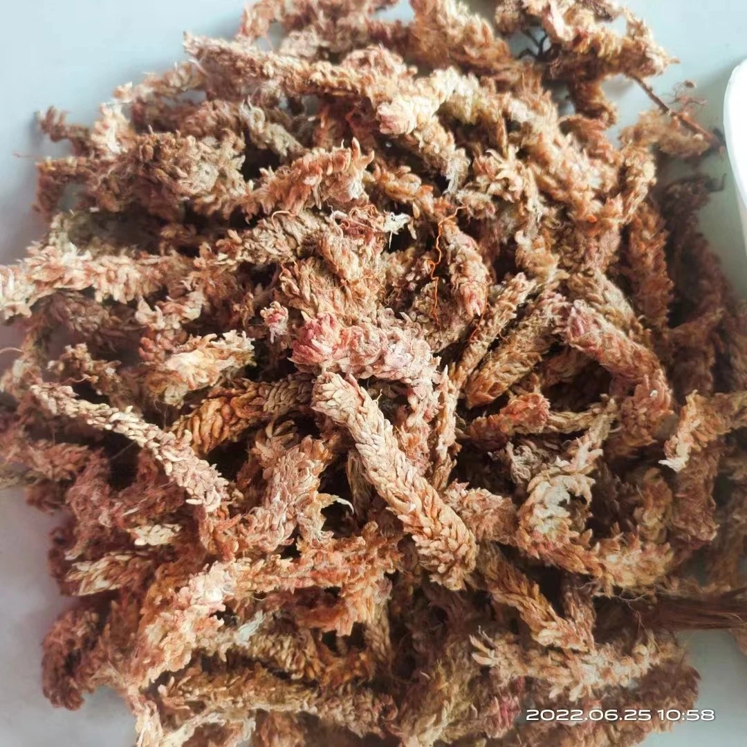 水苔苔藓装假植生根兰科植物烂根拯救用红草毛毛虫水苔蝴蝶兰包根