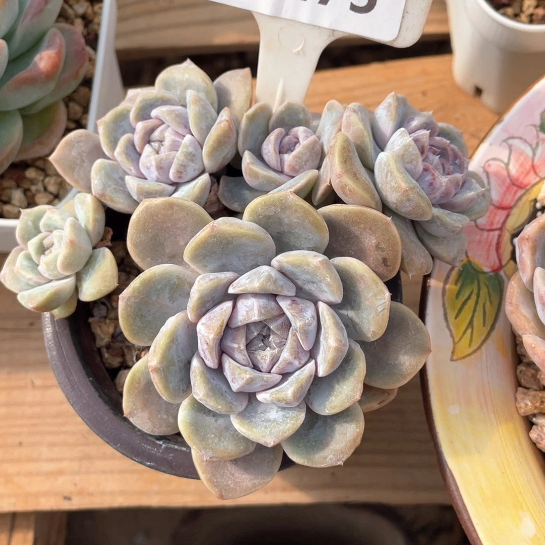 一物一拍07175汉堡