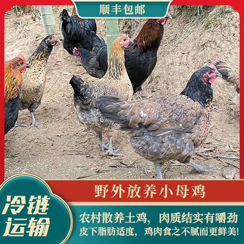 顺丰包邮、拍一只正宗散养土鸡送熏鸭半只，表哥家高山散养运动土鸡