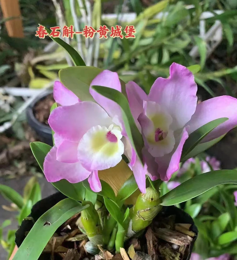 云南春石斛2-5月开花（爆花爆盆，芬香四溢）大气生长基地自然
