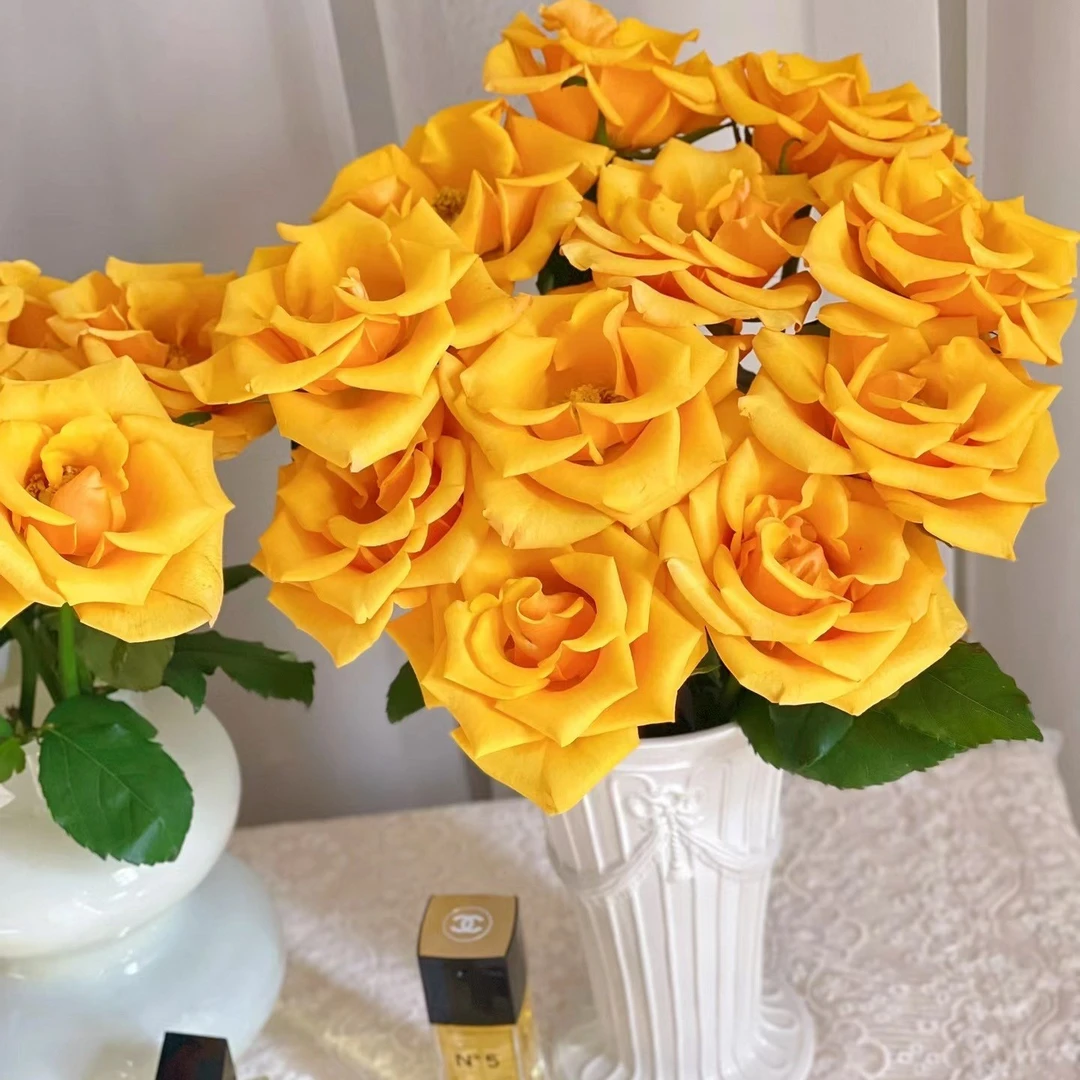 辉煌玫瑰10支（家庭瓶插花）