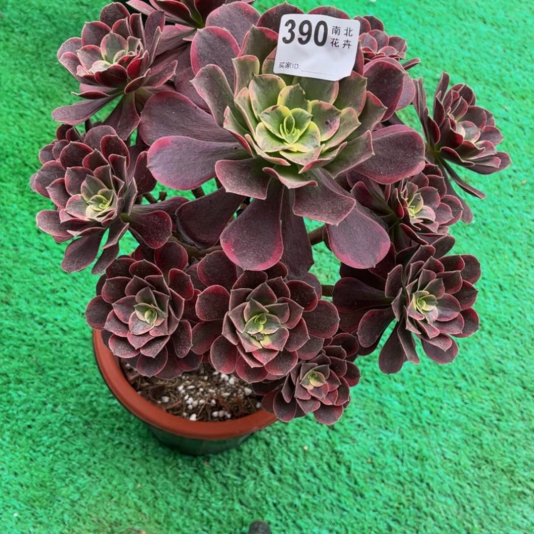 多肉金丝0000390