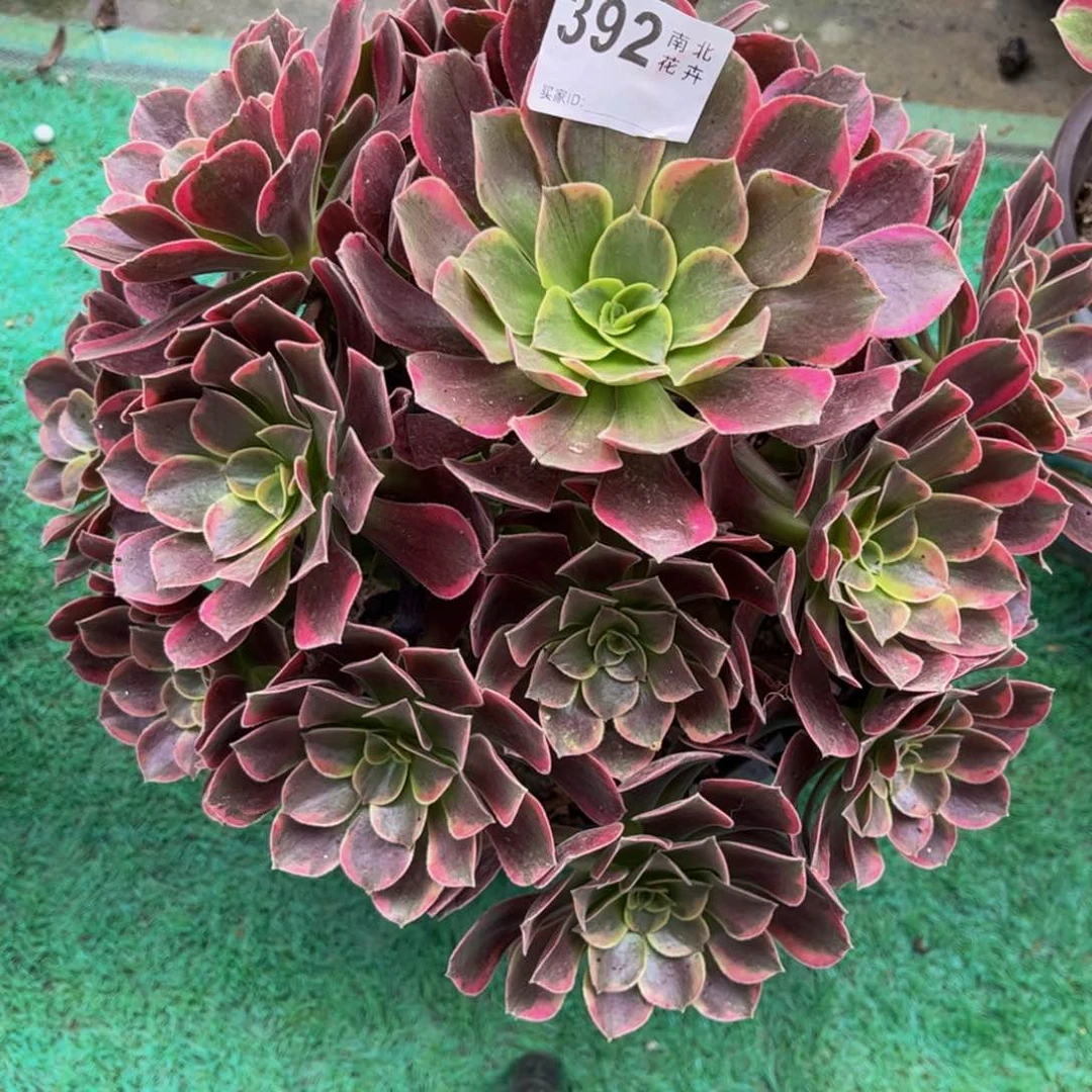 多肉金丝00000392