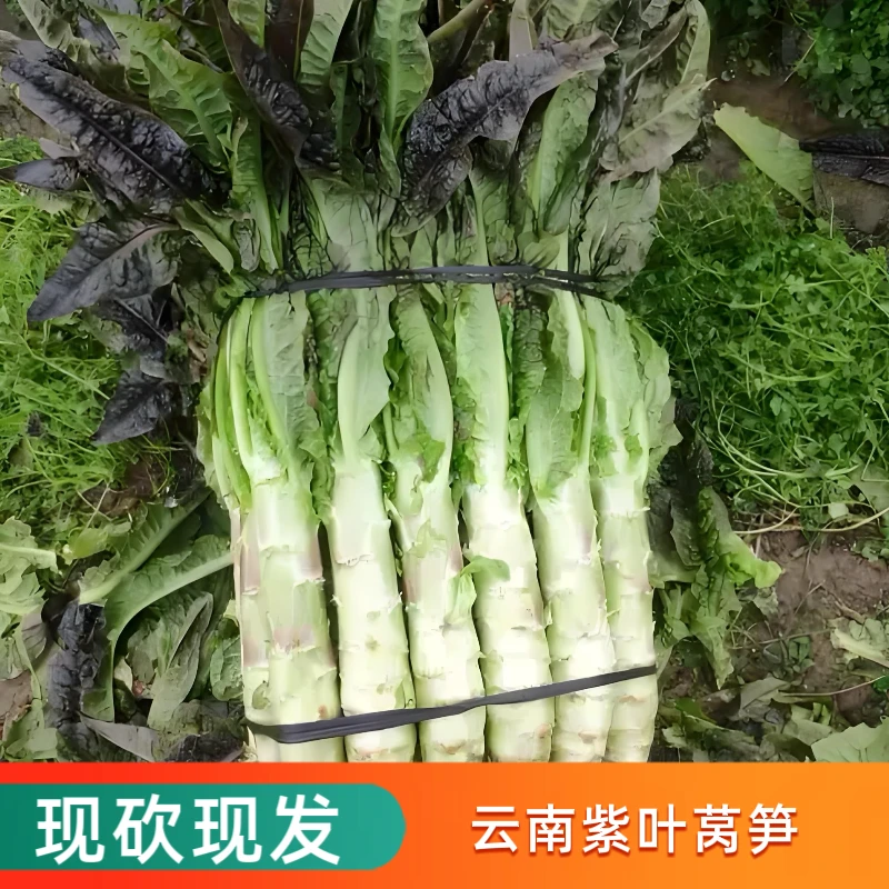 云南高山露天紫叶香莴笋新鲜嫩莴笋莴苣当季现摘现发火锅应季蔬菜