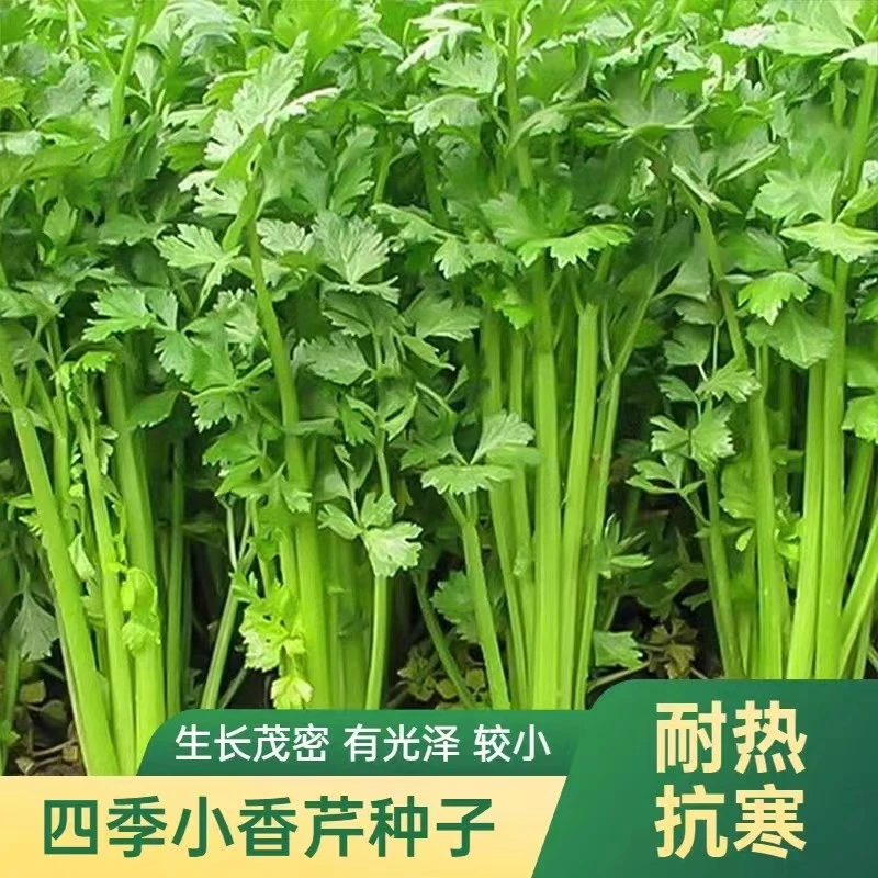 四季小香芹种子小芹菜籽农家菜园春季四季播盆栽阳台庭院蔬菜种子