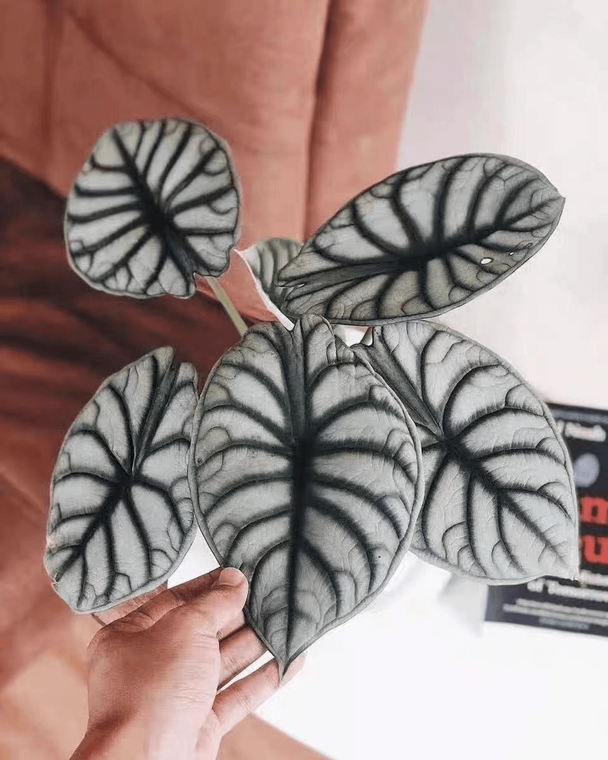 白犀牛海芋ins风网红进口高端绿植盆栽阳台桌摆净化空气观叶植物