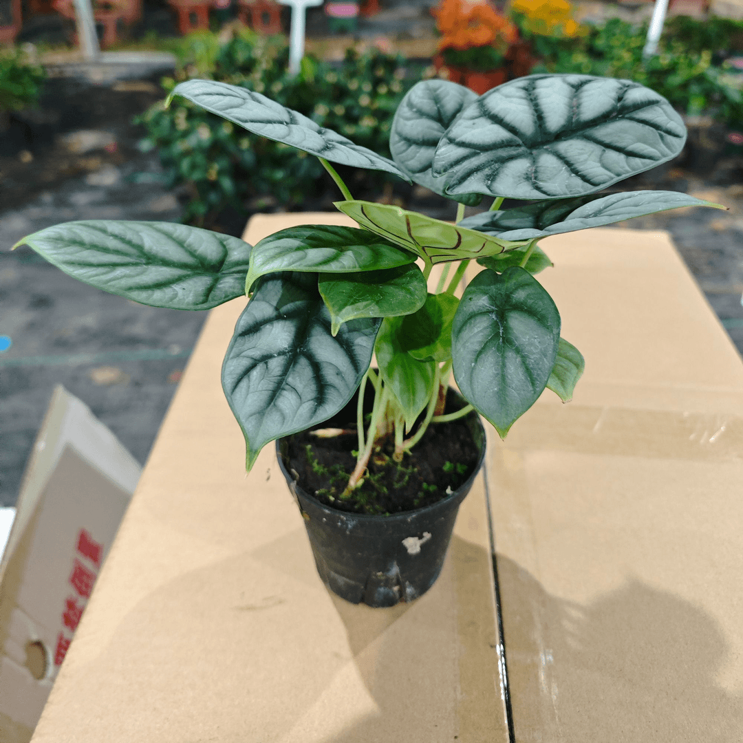 白犀牛海芋彩叶芋盆栽水培植物室内客厅办公盆景四季好养热带绿植