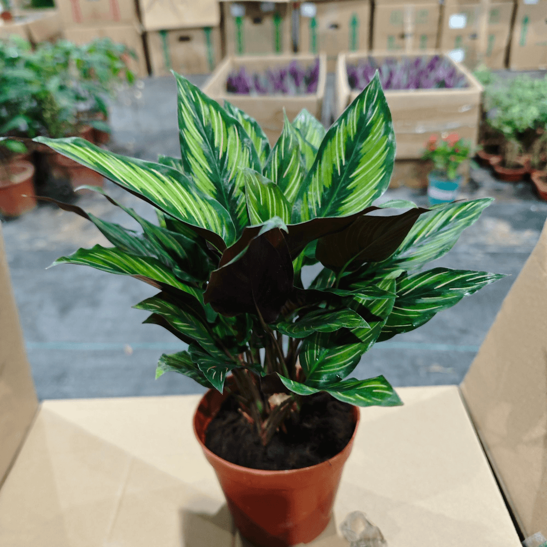 魅力之星竹芋办公客厅室内喜阴植物梦幻之星竹芋盆栽花叶彩叶绿植