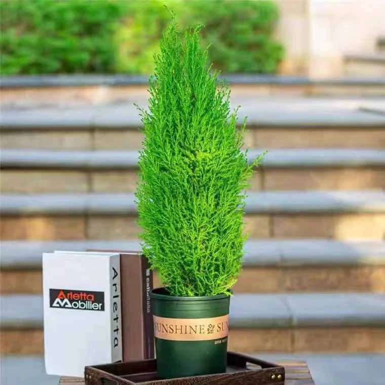 香冠柏小香松盆栽植物四季绿植阳台室内室外好养圣诞树宝塔松树苗